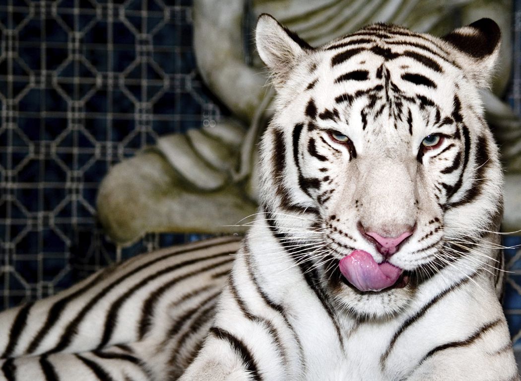 Fehér tigris